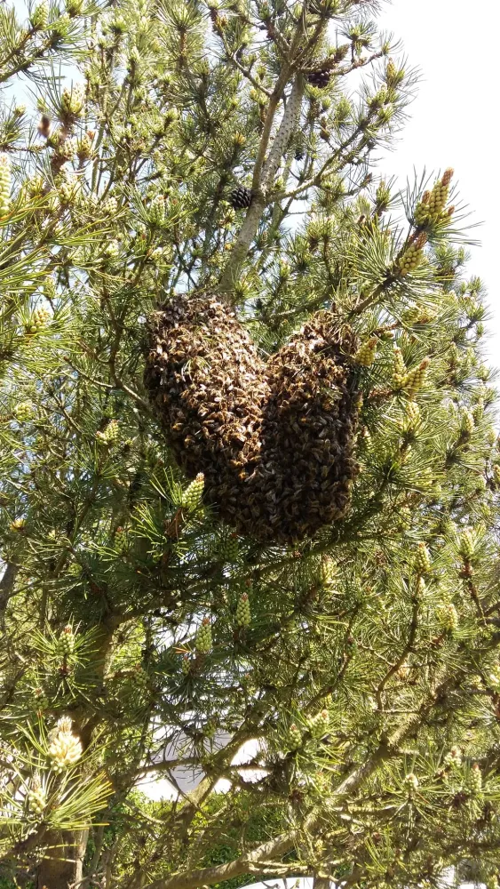 Abeilles