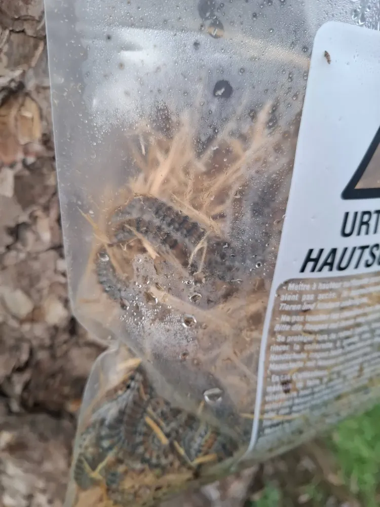 Chenilles processionnaires à Plourhan