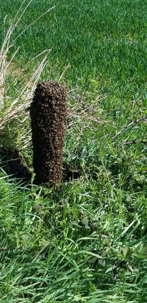 Abeilles