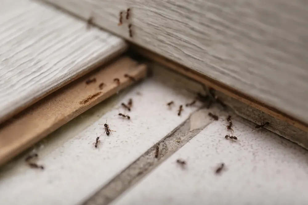 Fourmis à Plourhan