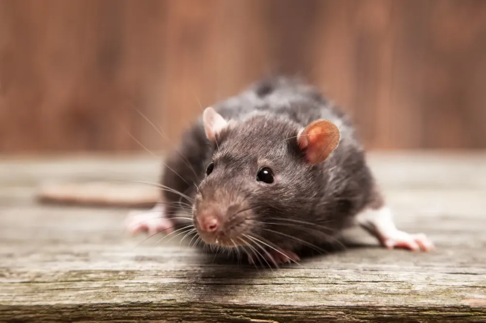 Rats et souris à Plourhan