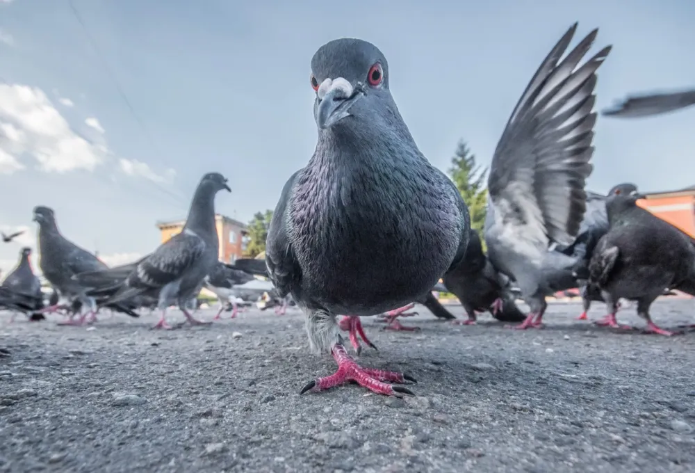 Dépigeonnage à Plourhan